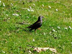 101PARC AUX OISEAUX DANS L AIN 2016 3_000007